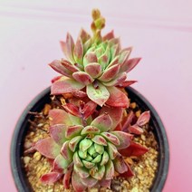 맥도가리 키우기 예쁜 실내 거실 다육 식물 랜덤425, 단품