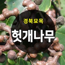 [경북농원] 헛개나무묘목 2년생(약용수)
