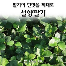 [모종심는아빠] 딸기의 단맛을 제대로 맛보여주는 설향딸기