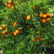 제철 특급 레드향 1k800g 제주 가격, 단품