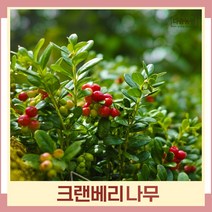 크랜베리나무 묘목 삽목2년생 포트묘 3개