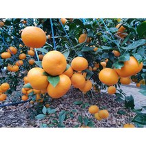 3년생 묘목 카라향/ 가정원예 농가과수용 한라봉 천혜향 레드향 레몬나무, 1개