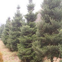 구상나무/실생4년포트(5주묶음)/묘목/e0861