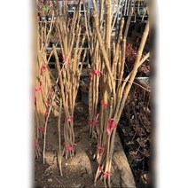 묘목 민두릅 두릅나무 (근삽묘 60~70cm 1줄기1개 ) 효능 당뇨 신경쇠약 관절염, 1개