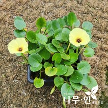 [나무인] 물양귀비 수생식물, 1개