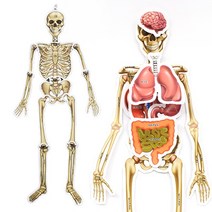 인체골격 내부장기모형 인체장기 내장기관 (5세트)