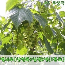 착한가격나무생각 벌나무/산청목 실생2년(1등묘) 10주묶음