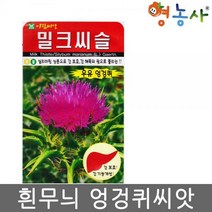 밀크씨슬씨앗 100립 우유엉겅퀴씨앗 흰 엉겅퀴 씨앗, 밀크씨슬