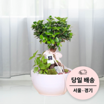 에코플랜트 금전수 개업 화분 집들이 선물 승진 사무실 이전 병원 개원 식당 개업식 축하 화분 배달 [서울 경기 당일배송]<토요일 오후 일요일 주문건 월요일배송>, 02. 인삼펜더, 1개” class=”wr-img”></a></div></p></div></p></div></p></div><div class=