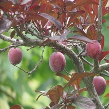 충주원예조경/자두나무(자엽자두)/R3/결실주, 주