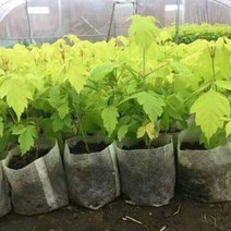 정원 용품 부직포 보육 식물 성장 가방 생분해 성 묘목 재배자 심기 환기, [17] 20x22cm (50pcs)