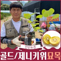 골드키위 제니키위 묘목 모음 2년생 3년생 과실수 유실수 원예 가드닝, 제니키위3년생