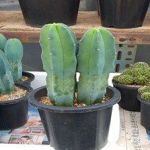 행복한꽃순이 용신목선인장