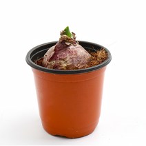 갑조네 꽃 생화 꽃화분 공기정화식물, 히아신스(보라색), 1개