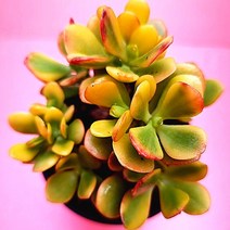 황금염좌 키우기 크라슐라 속 다육이 황금염자 다육식물1-40, 단품, 1개