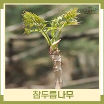 두릅나무 묘목 참두릅 근삽2년생 뿌리묘 5개