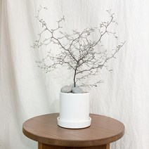 야생화 마오리 소포라 코로키아 뮬렌베키아 코토니스터 감성 카페 식물 그린 인테리어 토분 화분 키우기, 독일토분(핑크14), 소포라(중)