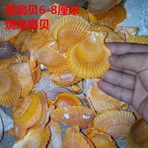 철갑상어키우기 구피암컷 베타암컷 천연 소라 껍질 라지 사이즈 조개구이 조개조개 팬, 03 흰색 조개껍데기 910cm(한 장)