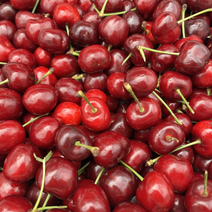 항공직송 미국산 생 체리 고당도 왕 체리 캘리포니아 프리미엄 빙체리 9.5Row, 캘리포니아 생체리 5kg, 1개