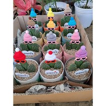 [박씨농원] 만세선인장 겨울이야기