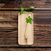 마이플랜트 [마이플랜트]새싹 인삼 재배세트 텃밭세트 체험학습 인삼키우기, 선택완료, 1년근 재배세트