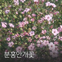 코리아팜 분홍안개꽃50g