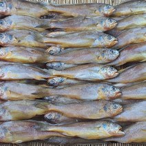 나라수산 참조기 한박스 생선 65미내외 2.5kg 싱싱 부세 굴비 도매, 돌게참조기2.5kg