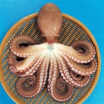 후포 광명수산 동해안 참문어, 1마리, 1.3kg~1.5kg