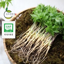순수 새싹삼 [GAP 인증] 미니 100 뿌리 150 뿌리 [미니 (15cm 내외) 1box 일반포장], 150뿌리, 일반포장