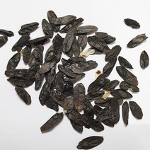비비추씨앗(1g)150립