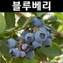 블루베리/오닐 삽목4년 결실주(분) 나무 묘목 1개/유실수/과수