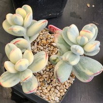 다육식물(방울복랑금) 120 (7), 1개