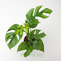 도희씨네 정원>> 작은잎 으로 사랑듬뿍 히메 몬스테라 소형 080″ class=”wr-img”></a></div></div></div></div><div class=