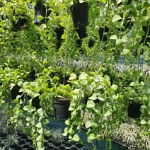 꽃백화점 검포트 디시디아그린 35~50cm 39