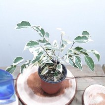 [DDA_ON]칼라벤자민 공기정화식물 실내인테리어식물, <q@p>_본상품선택_<qp>” class=”wr-img”></a></div>
</div>
</div>
</div>
<div class=