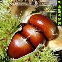 밤(대보/옥광) 접목1년특묘, 02. 옥광 접목1년특묘