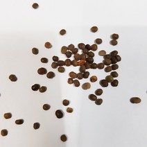 붉나무씨앗20g(립수:1000립), 1개