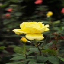 장미 묘목 모음 택1 사계장미 (세종식물원), 7.사계장미 색상랜덤 1주