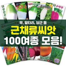 각종 근채류 씨앗 모음 무 비트 당근 양파 콜라비 채소 씨 종자, 01-다농청한무500립, 1개