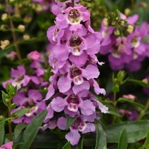 안젤로니아 세레니타 모든컬러(꽃씨앗 종자/ 10립)Angelonia Serenita, 라벤더
