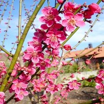 홍매화(설중매)성목R4CM(개화주)묘목/b0882