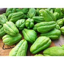 차요테 다이어트채소 차요테효능 식용 종자 1kg, 차요테 종자(1kg)