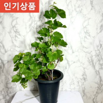 머루나무 머루화분 머루나무묘목, 1개