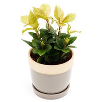 아침향기 공기정화식물 도토리화분 40종, 산호수, 도토리 레드