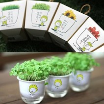 현hmvy_식물기르기 키우기 재배키트 새싹 미니화분 옥상텃밭 꽃키우기 씨앗선물 실내 베란다 테라스 채소키우기 책상♥sngr1, ♥sngr1파파의 캣잎