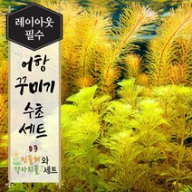 [미초 서비스증정] 키우기 쉬운 초보자 수초세트 (암브리아&로타라베트남레드) +서비스증정 / 새우와 구피가 좋아하는 수초 / 초보자 수초 / 치어 수초 / 수초 세트 / 구피 수초