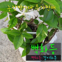 허브여울 백화등(백하등) 지름 15cm 걸이화분, 1개