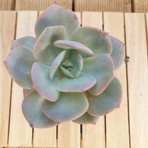 백봉 다육이 빨간 물이 들어가는 가을다육 식물1-70, 단품