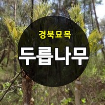 [경북농원] 가시있는 참두릅 / 가시없는 민두릅나무묘목 특묘, 가시없는 민두릅나무묘목  중묘