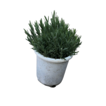 그린플랜트 공기정화식물 라벤다(중품) 품종랜덤, 1개